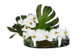 Coupe 40 cm avec feuille de Monstera et orchidées blanches