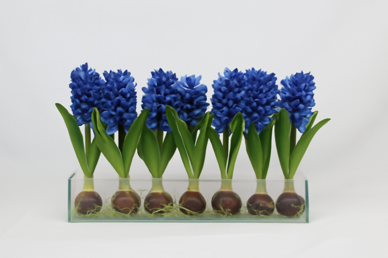 Cache-pot en verre plat 60 cm avec jacinthes bleues