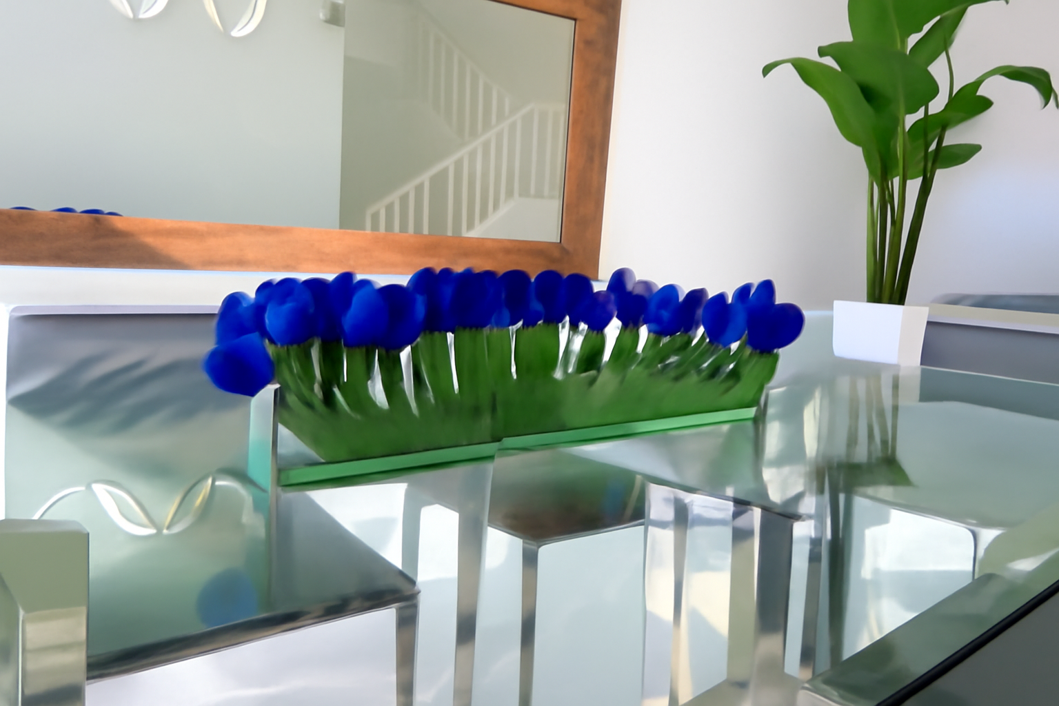 Cache-pot en verre plat 90 cm avec tulipes bleues