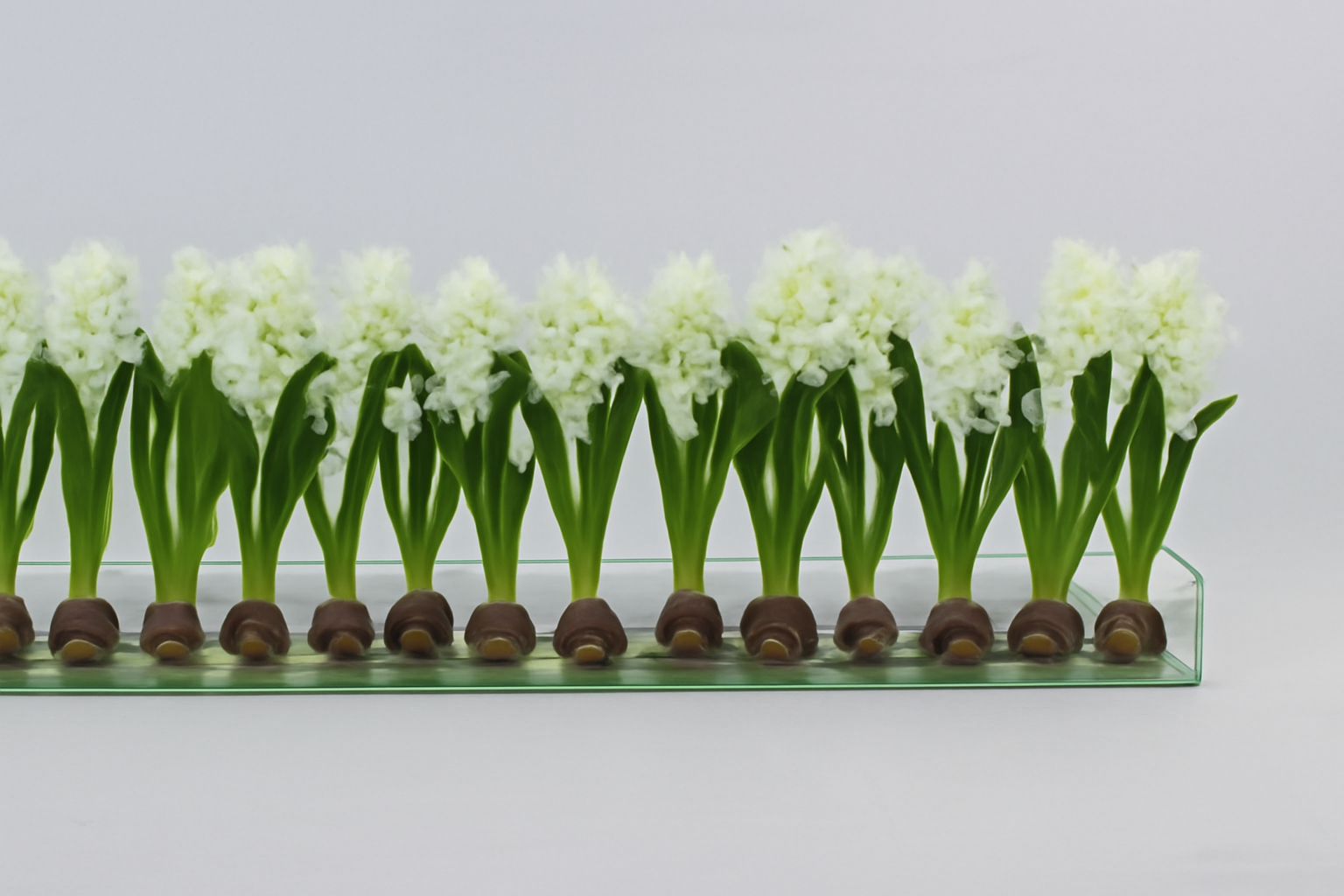 Cache-pot en verre plat 120 cm avec jacinthes blanches