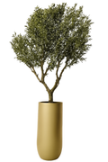 Plante décorative dans cache-pot Saint Tropez