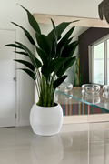 Plante décorative dans cache-pot spirale blanc