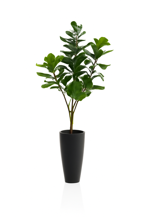 Cache-pot en pierre composite noir avec ficus lyrata