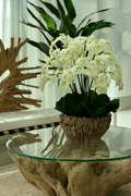 Vase nacre avec orchidées blanches retombantes