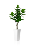 Ficus lyrata avec cache-pot en fibre de verre blanche brillante