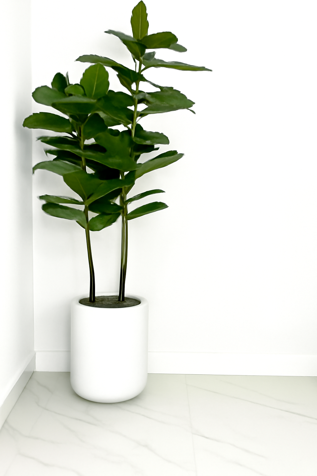 Ficus avec cache-pot en fibre de verre blanc