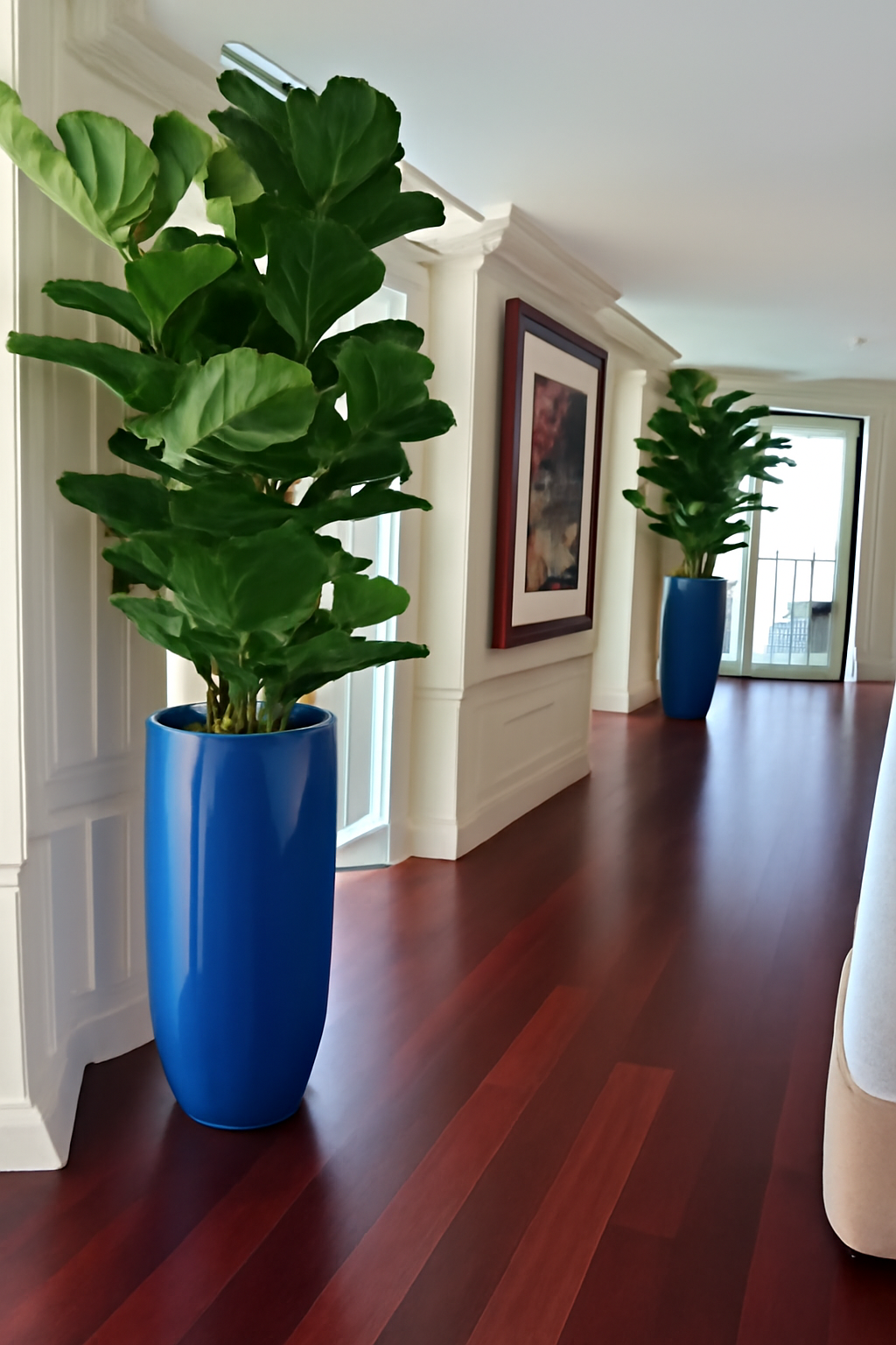 Ficus avec cache-pot bleu cobalt brillant