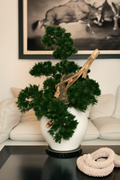 Vase avec plante style semi-cascade