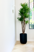 Plante en cache-pot XL