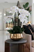 Composition florale orchidées dans pot doré