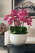 Orchidées rose fuchsia dans coupe en fibre de verre blanc brillant
