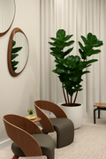 Cache-pot ficus lyrata