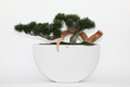 Objet décoratif en cèdre retombant dans vase en céramique