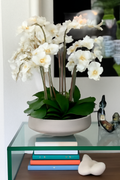 Orchidées blanches dans coupe Newport